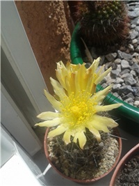 99bf14bf-Copiapoa _.jpg